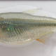 Illustration for article titled How the Cavefish Lost Its Eyes
